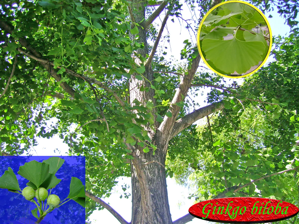 Ginkgo biloba, producto de herboristería artesanal de DORILA